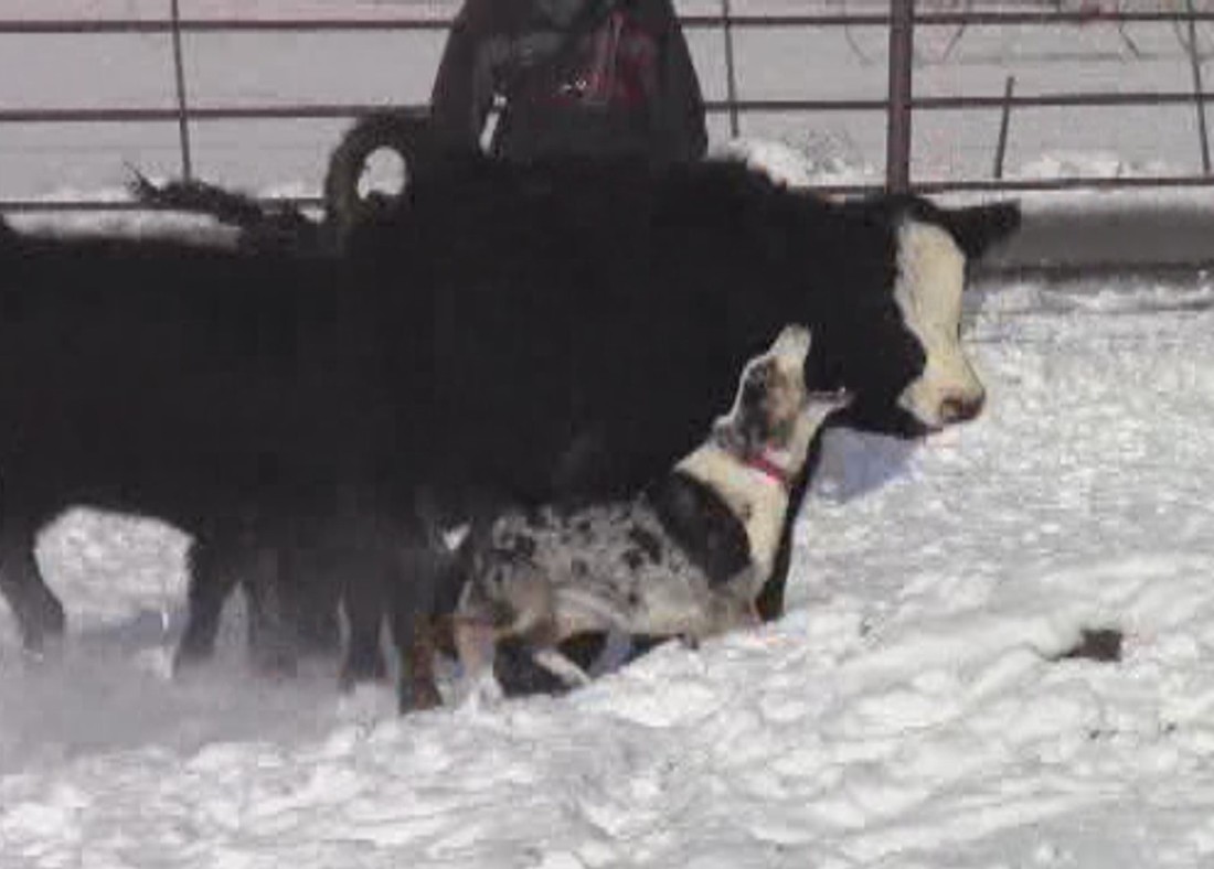 Jackson Cattle Dogs Our Dogs