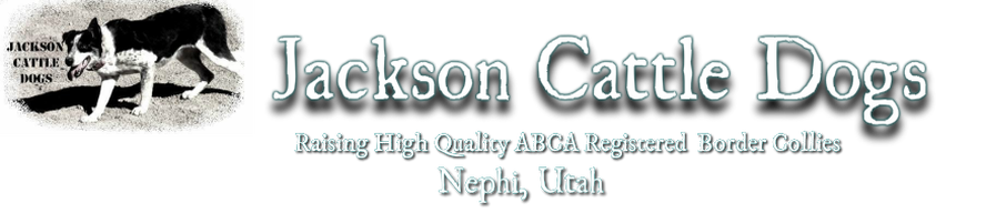 Jackson Cattle Dogs